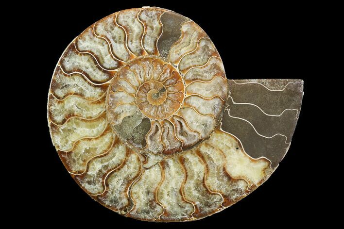 Cut Ammonite Fossil (Half) - Agatized #101039
